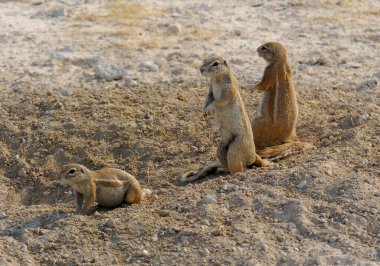 Hayvanat bahçesinde mirket