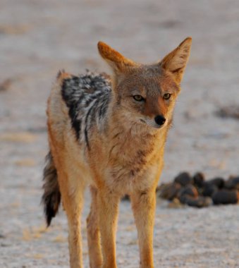 red fox in the sand