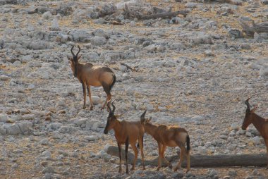Çöldeki bir grup genç hayvan.