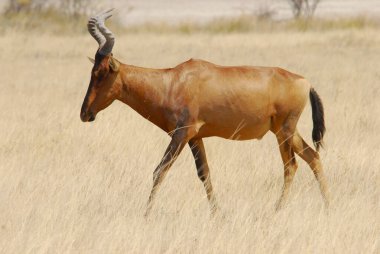 Kenya bozkırında erkek ceylan