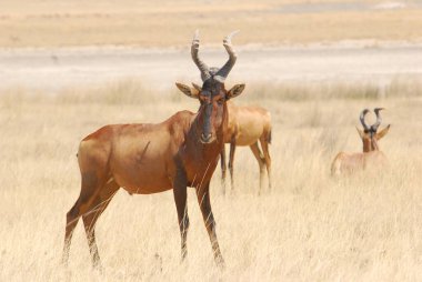 Vahşi antiloplar bozkırda