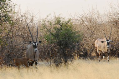 Savanadaki bir grup zebra hayvan.