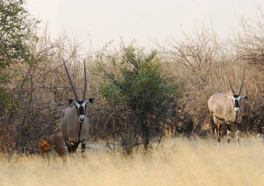 Grup vahşi geyikler