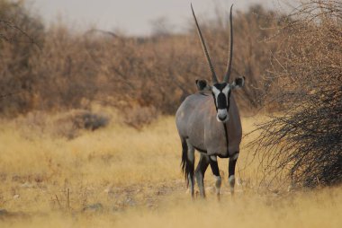 Siyah - etosha - Güney Afrika
