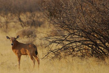 Afrika bozkırlarında vahşi bir antilop.