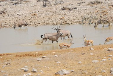 Namibya 'daki Etoşa Ulusal Parkı' nın sularında yürüyen bir grup zebra.