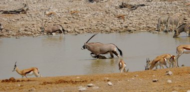 Afrika bozkırlarında otlayan bir zebra sürüsü.