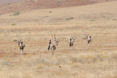 Çöldeki bir grup keçi