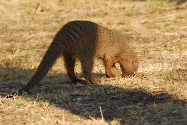 Hycais, Orta Afrika-Amerikan kıtasına özgü bir Amerikan yerlisidir. Sırtlan ailesi.