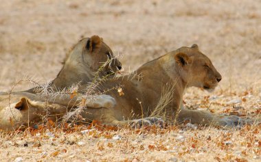 Aslan Kruger National park