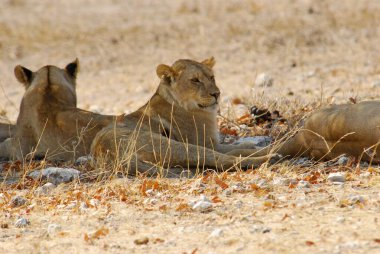 Aslan etkin ulusal park, Namibya