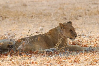 Etoşa namibia, Afrika 'da dişi aslan.