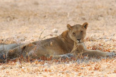 Vahşi doğada dişi aslan.