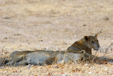 Namibya 'da aslan Afrika' da yüksek kaliteli fotoğraf