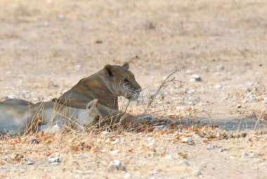 Afrika aslanı, panthera leo, yetişkin erkek, panthera leo, kalahari, Güney Afrika