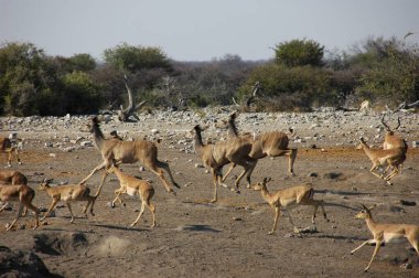 Savanadaki bir grup hayvan.