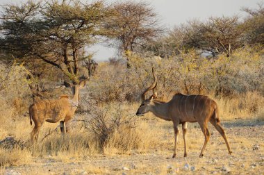 Etoşa Ulusal Parkı, Namibya 'da bir grup Afrika fili.
