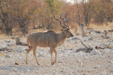 Afrika bozkırlarında güzel bir geyik.