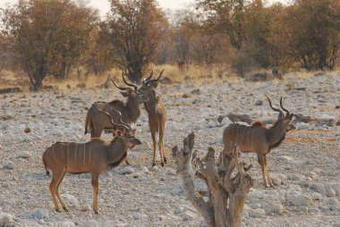 Çöldeki bir grup antilop.