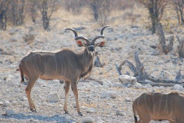 Ulusal park, etosha ulusal parkı, namibya, Afrika 'da kudu antilopları (gelthous streeros).