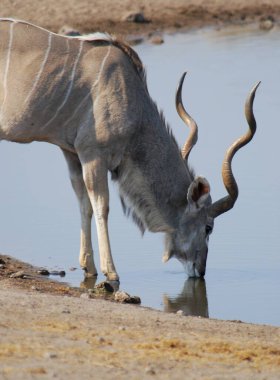 Suyun ortasında suyu olan beyaz bir bufalonun yakın çekimi.