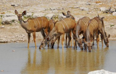 Bir grup Afrikalı vahşi hayvan Kenya 'daki savanada su birikintisinde.