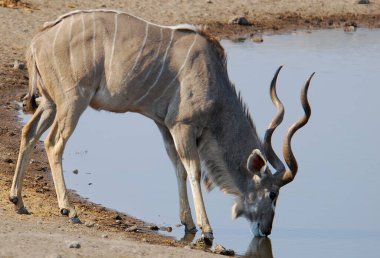Afrika zebrası içme suyu