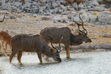 # Sudaki vahşi geyikler #