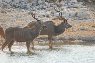 Sudaki sevimli bir geyiğin yakın plan fotoğrafı.