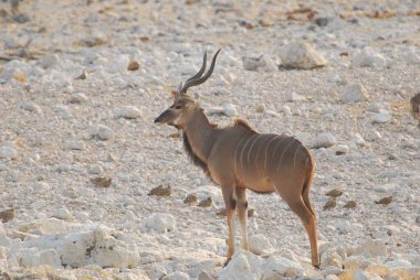 Vahşi Kudu, Afrikalı hayvan