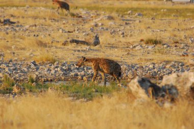 Yerde vahşi bir tilki