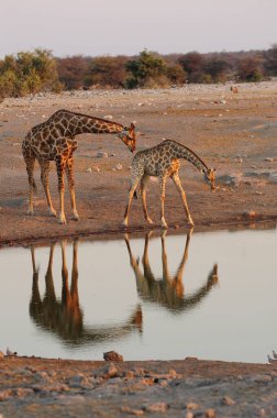 Savanadaki zürafalar