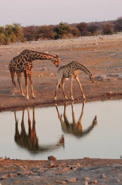 Afrika savanasında su içen zürafalar