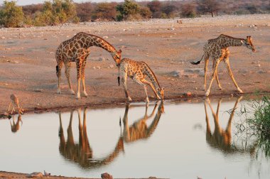 Giraffa cameldaldaldaldaldaldaldaldaldaldaldalis, dalat, dalas ulusal parkı ve küçük bir su birikintisi.