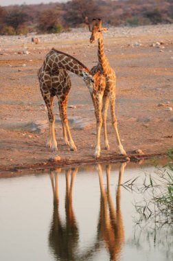 Afrika bozkırlarındaki zürafalar.