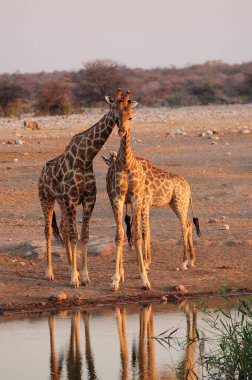Vahşi savanadaki zürafa, Afrika Hayvanı 