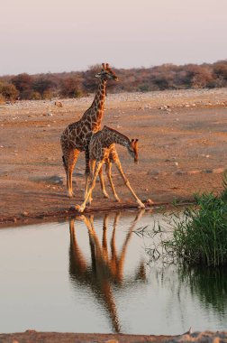 Vahşi savanadaki zürafa, Afrika Hayvanı 