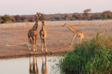 Vahşi savanadaki zürafa, Afrika Hayvanı 