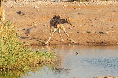 Vahşi savanadaki zürafa, Afrika Hayvanı 
