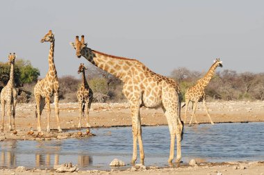Vahşi savanadaki zürafa, Afrika Hayvanı 