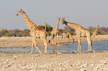Vahşi savanadaki zürafa, Afrika Hayvanı 