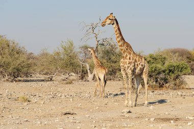 Vahşi savanadaki zürafa, Afrika Hayvanı 
