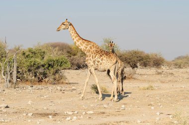 Vahşi savanadaki zürafa, Afrika Hayvanı 