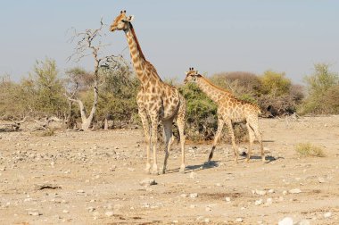 Vahşi savanadaki zürafa, Afrika Hayvanı 