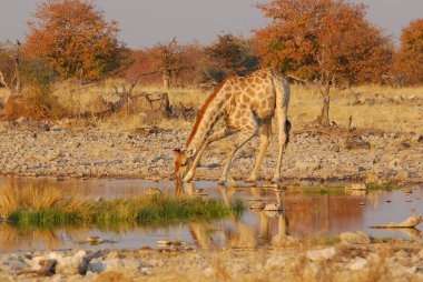 Vahşi savanadaki zürafa, Afrika Hayvanı 