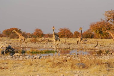 Vahşi savanadaki zürafa, Afrika Hayvanı 