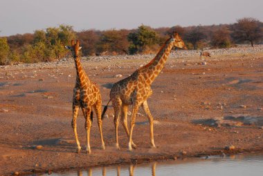 Vahşi savanadaki zürafa, Afrika Hayvanı 