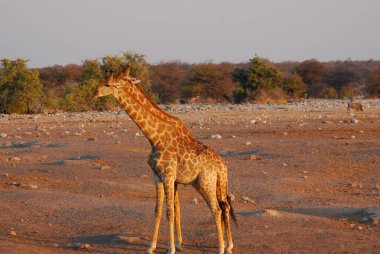 Vahşi savanadaki zürafa, Afrika Hayvanı 