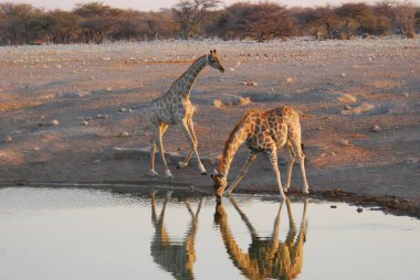 Vahşi savanadaki zürafa, Afrika Hayvanı 