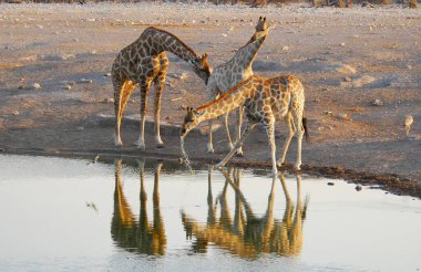 Vahşi savanadaki zürafa, Afrika Hayvanı 